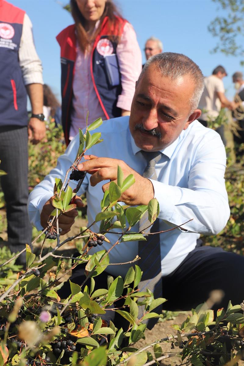 Aronya Hasatında Bir Araya Geldiler
