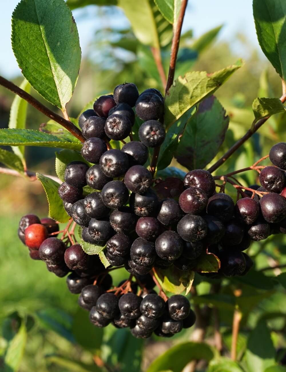 Aronya Meyvesinin Faydaları? Aronya Nedir? Aronya Fiyatları?